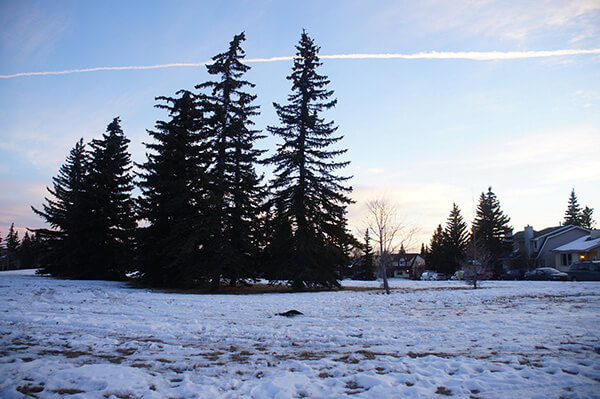 對面漂亮的空地，雪地與聖誕樹，很純粹的風景，加拿大卡加利