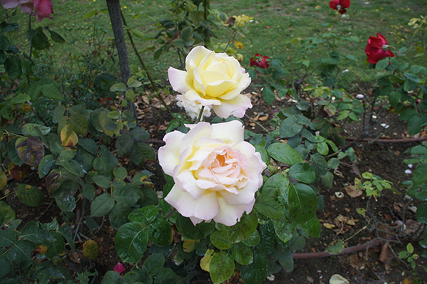 羅丹美術館 花園玫瑰