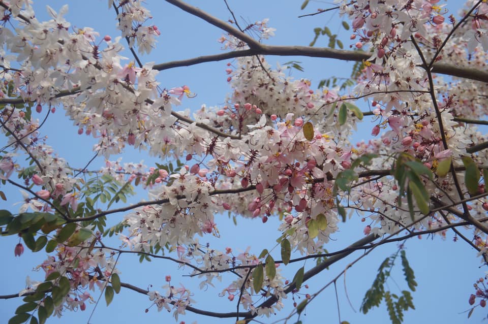 三月櫻(花旗木)盛開中