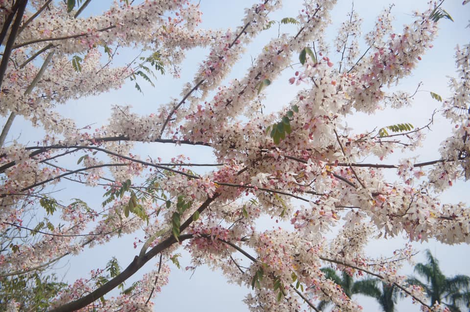 三月櫻-花旗木，盛開中