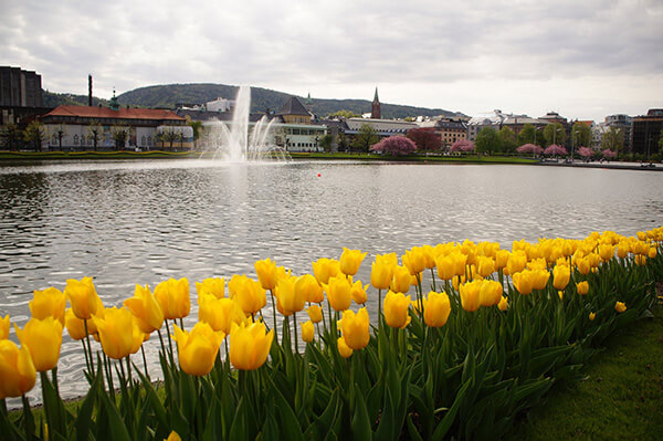 卑爾根美麗的人工湖畔與盛開的花季