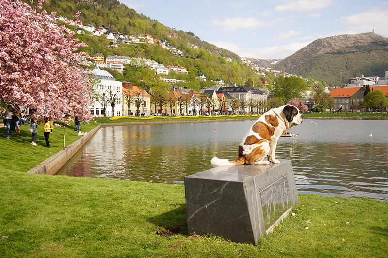 巧遇櫻花盛開的挪威卑爾根，非常漂亮！