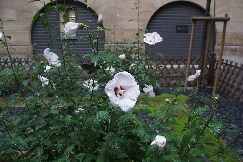 巴黎古監獄，中庭放風處，美麗的花朵。