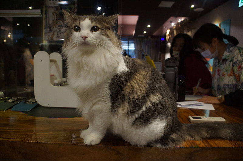台北肉球森林貓咪咖啡廳，雖然不適合工作，但貓咪真的很多很可愛唷！