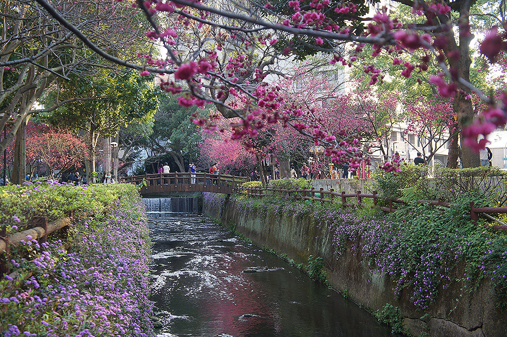 小橋流水櫻花，綠色河堤與瀑布溪流，奼紫千紅，細膩美艷！