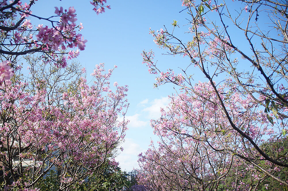 第三區粉白粉白的昭和櫻。