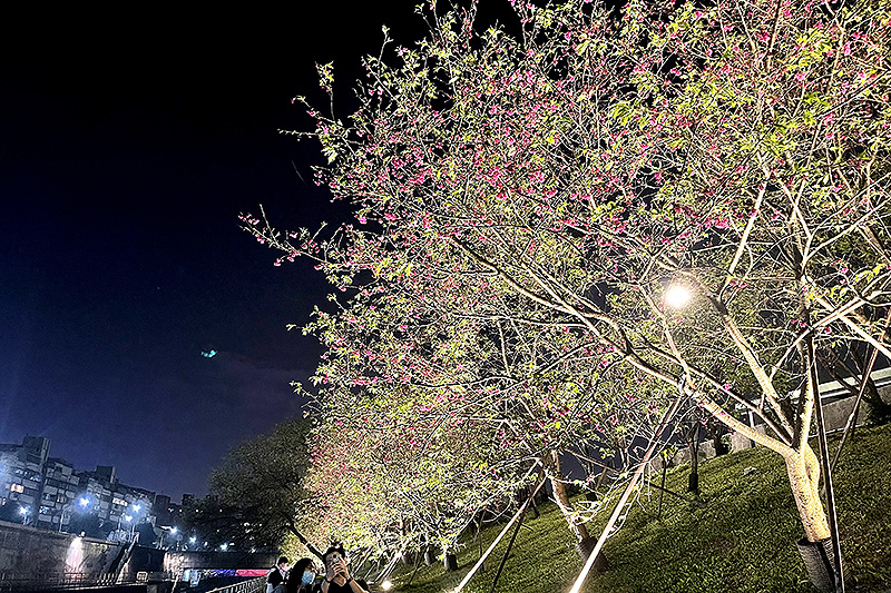 台北內湖夜櫻季，八重櫻。