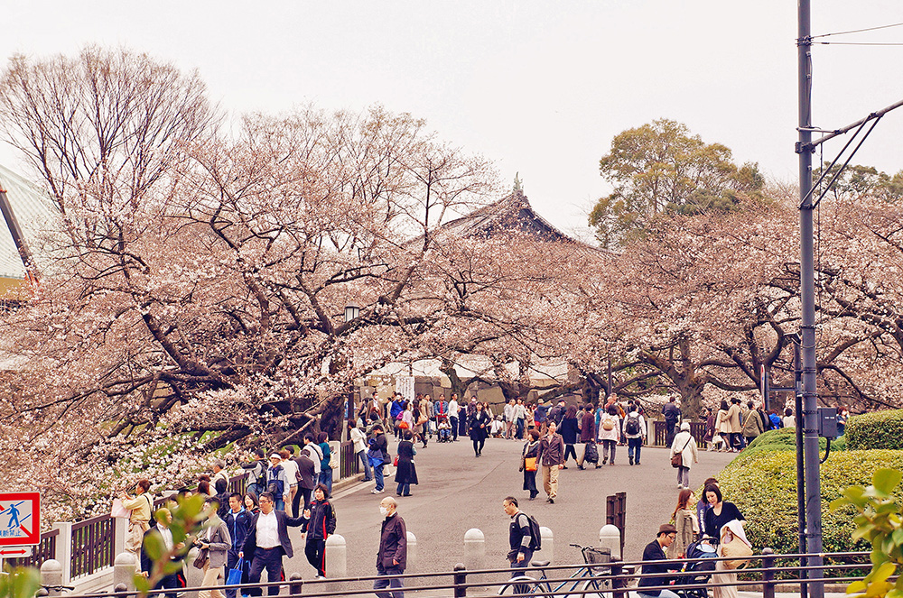 下午前往靖國神社的人潮，武道館(北之丸公園)前方櫻花。