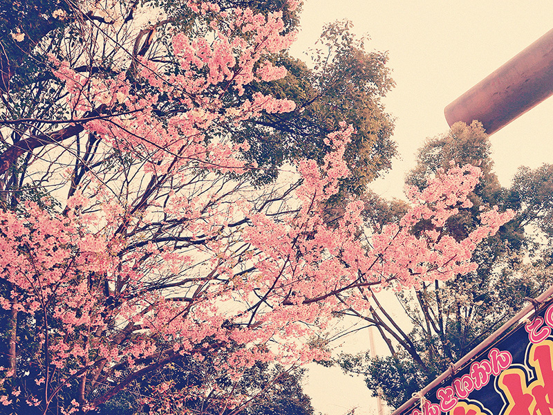 櫻花與慶典旗幟。