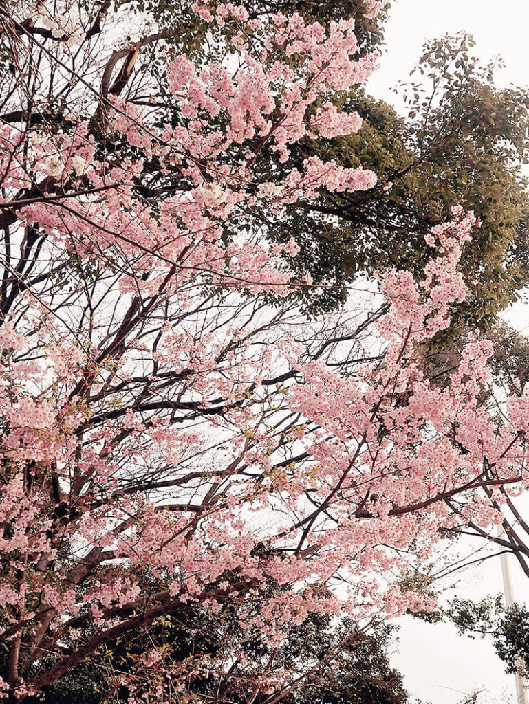 粉嫩櫻花開滿天。