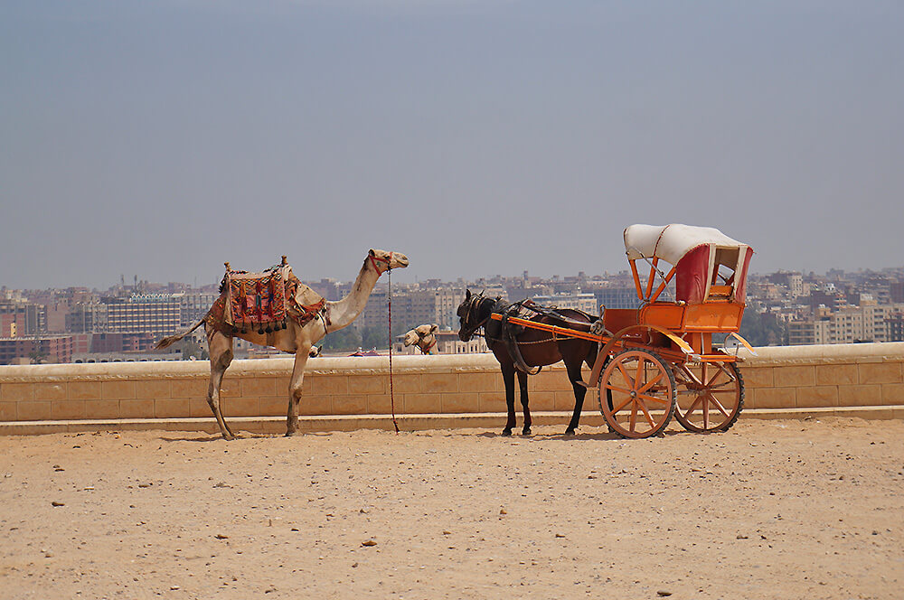 古夫金字塔下，兩隻駱駝與馬的對談。