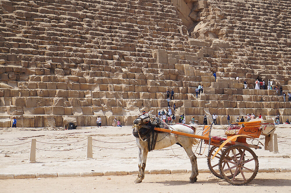 古夫金字塔下，正在甩馬尾的馬，覺得天氣很熱有點不耐煩。