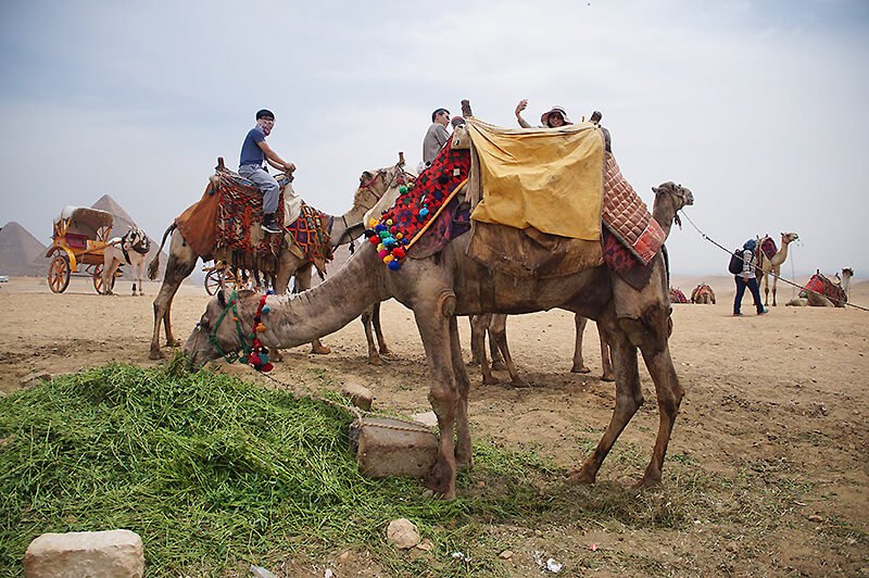 埃及駱駝工作前先吃個草。