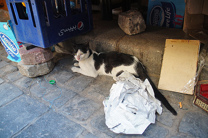 埃及哈利利市集之街邊可愛黑白貓！