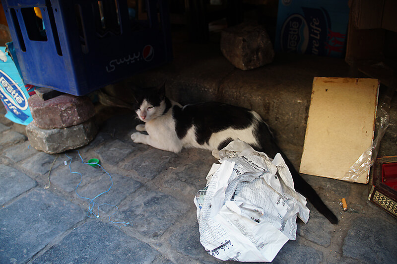 埃及哈利利市集黑白貓貓閉眼睛