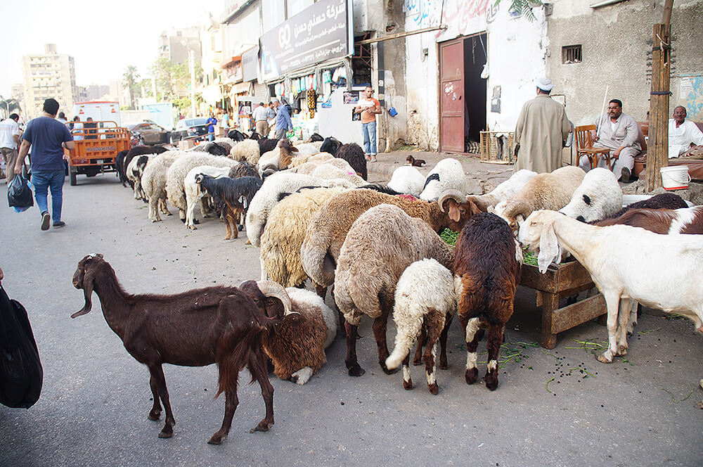 各色各樣的羊在街邊