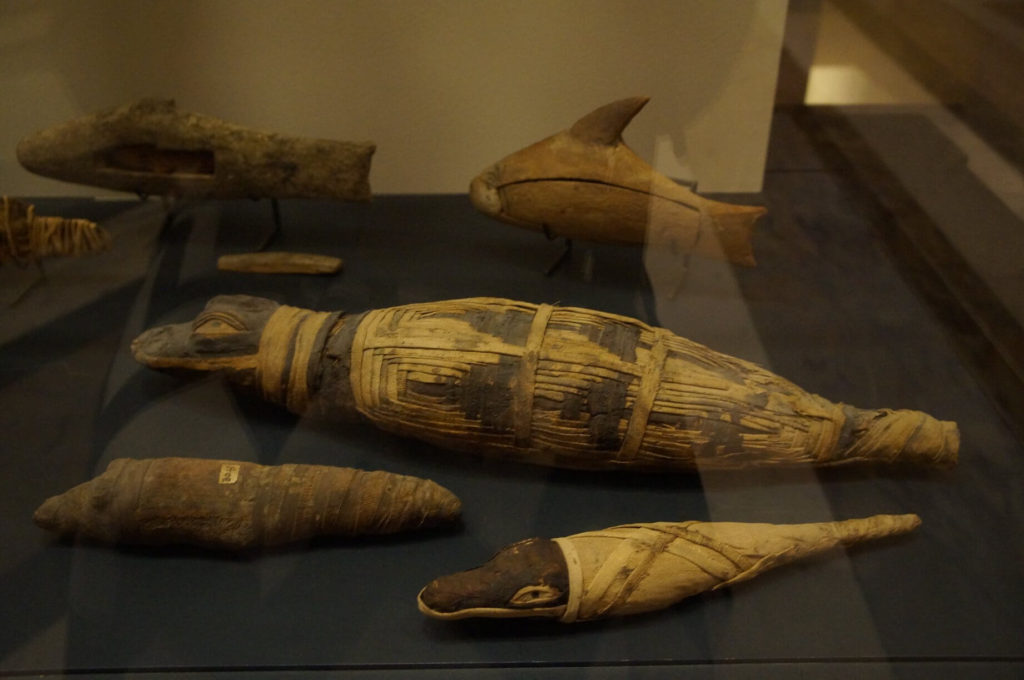羅浮宮埃及館內的可愛鱷魚木乃伊！喜愛古埃及文物的朋友千萬別錯過。