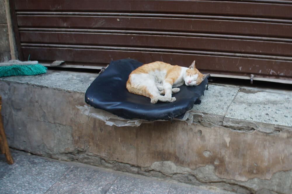 街邊慵懶睡覺的小貓咪，在台灣很少見。