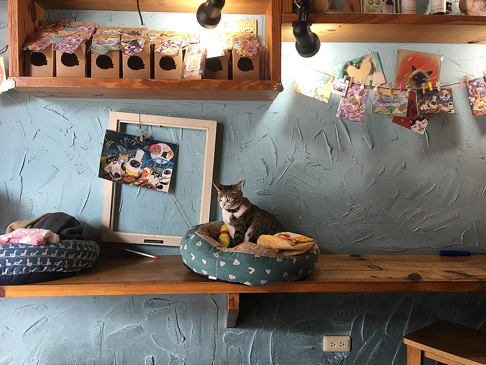 這一排也是很適合工作的位置！有插座不限時的平價貓咖啡廳！貓咪很親人喔！牆上不少貓咪繪圖作品。