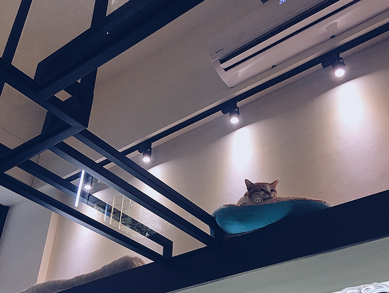 瞎聊貓咖啡的透明空橋，讓貓自在活動不被打擾。