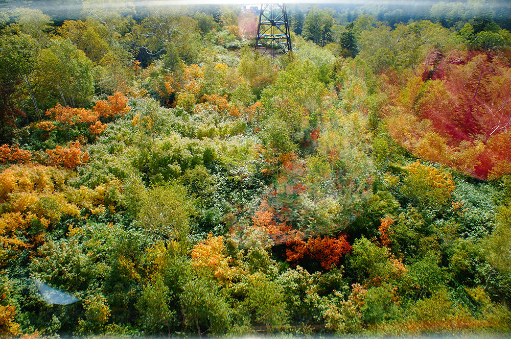 秋天的旭岳森林，景色如織，好迷人。