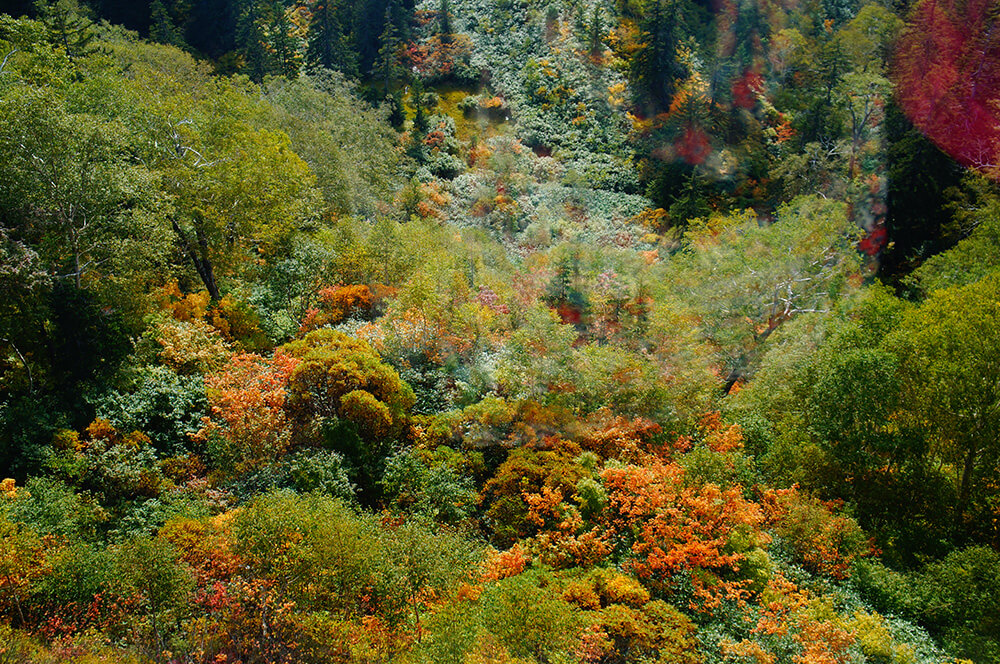9月中旬，旭岳森林，真的美到會讓人屏住呼吸，全神貫注，深怕錯過任何一刻。