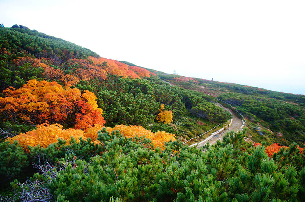 旭岳，橘橙橙的秋天山嵐綠意！