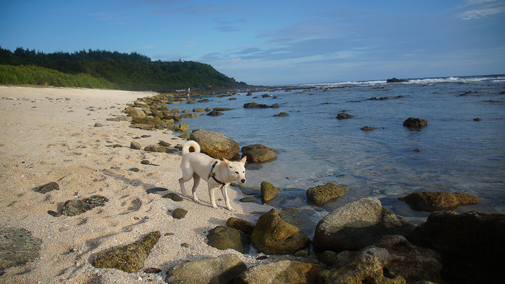 海邊之柴，應該是旅人柴犬，模樣十分可愛逗人。