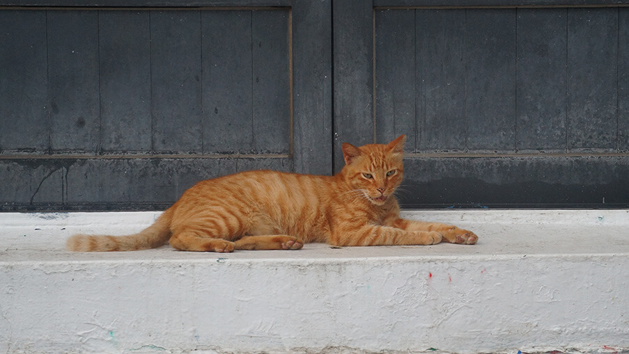 別人家屋簷下的小橘貓。
