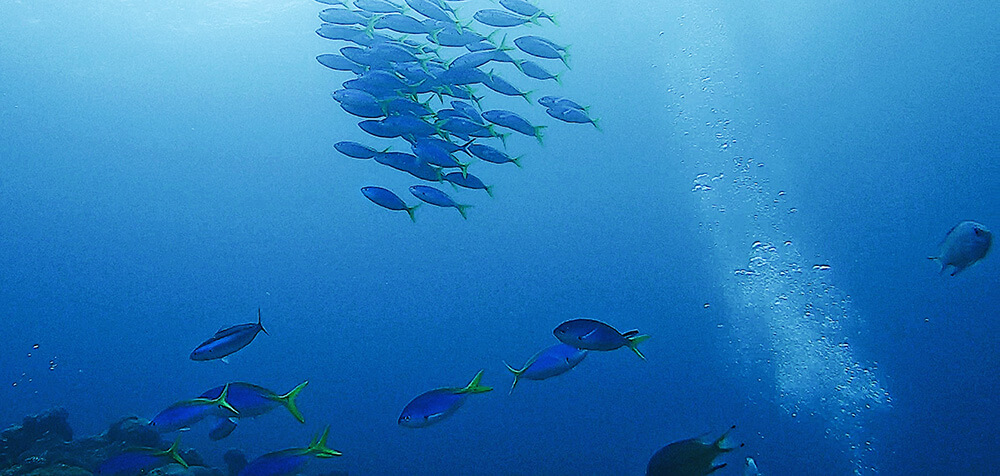 海底世界看著群魚悠遊超酷！每次下水都是一種驚奇。