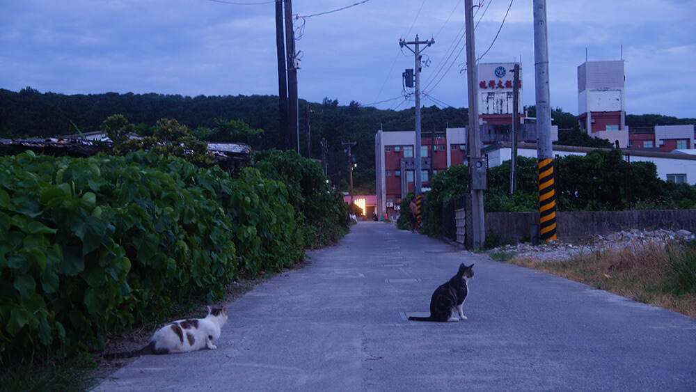 沿途拍貓，綠島的貓兒比想像中還多！每次我都忍不住跳下機車用相機捕捉一番。