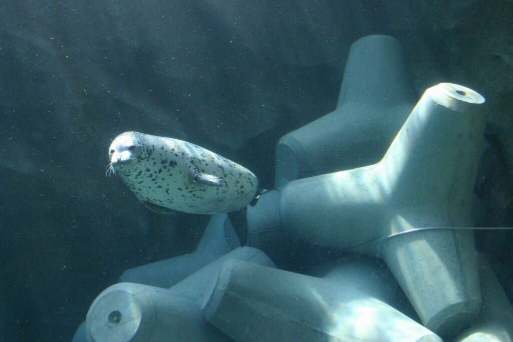 水中的斑海豹好悠哉，漂浮式前進，讓我也愛上這份寧靜。