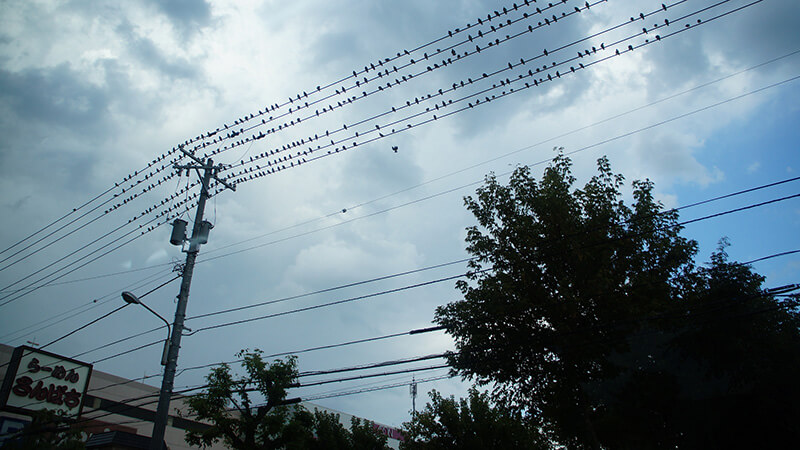 電線停了300隻以上的小鳥，好驚人！