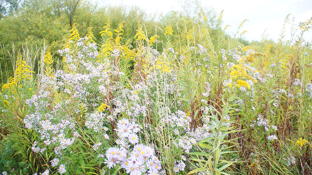 洋溢春天氣息的花草，莫埃來沼公園。