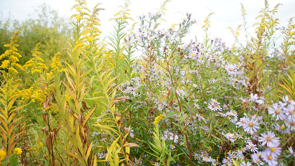 洋溢春天氣息的花草，莫埃來沼公園。