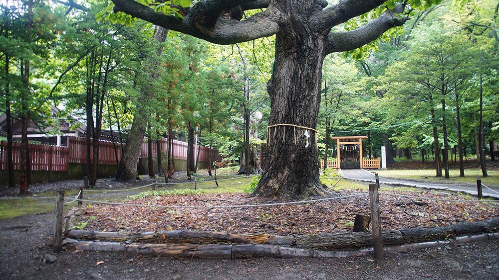 大樹後方是穗多木神社鳥居。