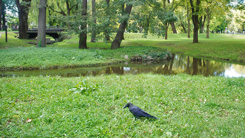 很多大烏鴉在北海道大學校園漫步。