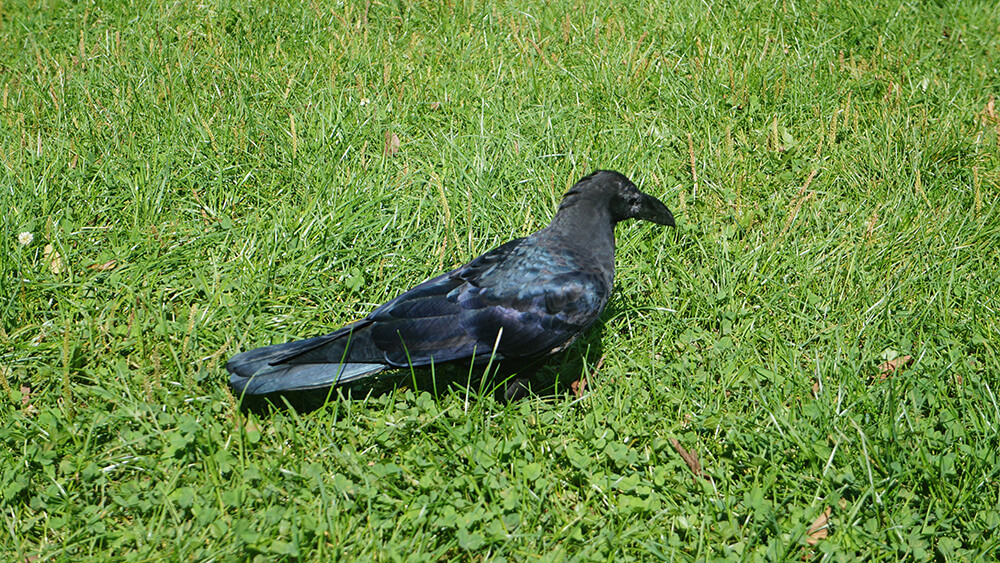 很大隻的烏鴉，發現烏鴉羽毛其實是深藍色。