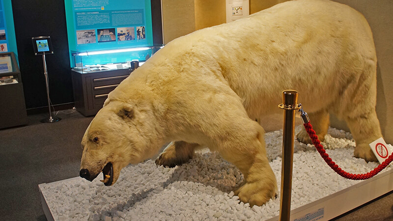 極為逼真的北極熊標本，北海道大學博物館。