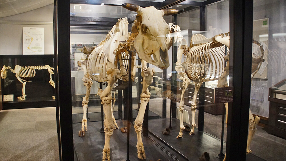 精彩的骨骼標本，北海道大學博物館。