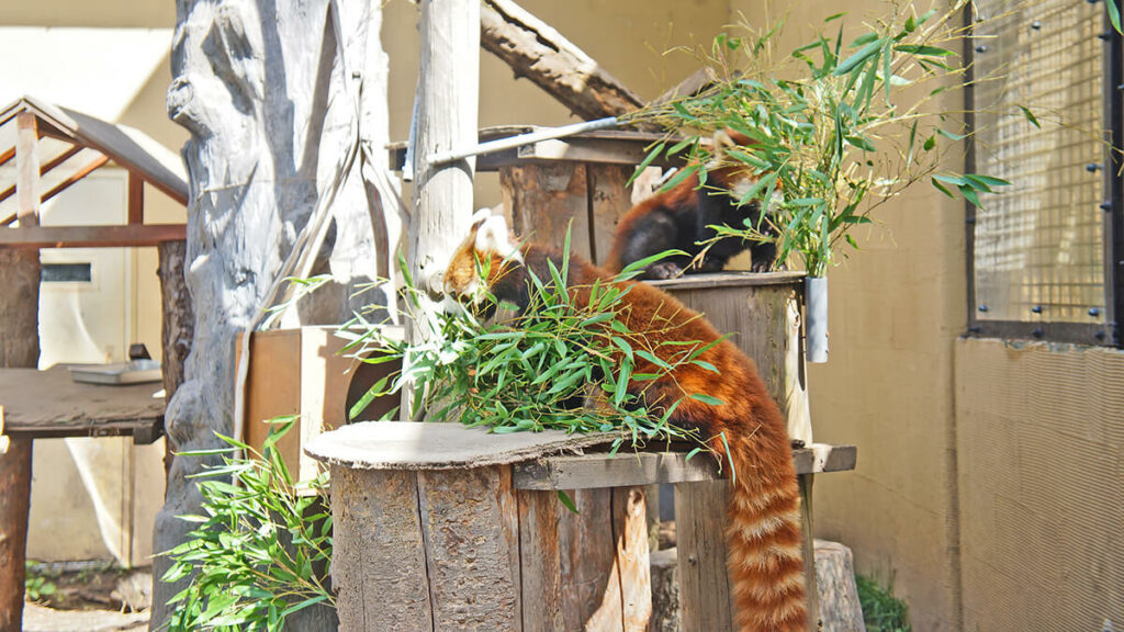 小浣熊快樂吃竹子的特寫，旭山動物園，北海道。