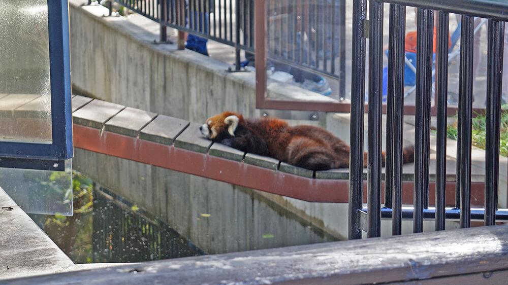 小熊貓趴睡中，旭山動物園。