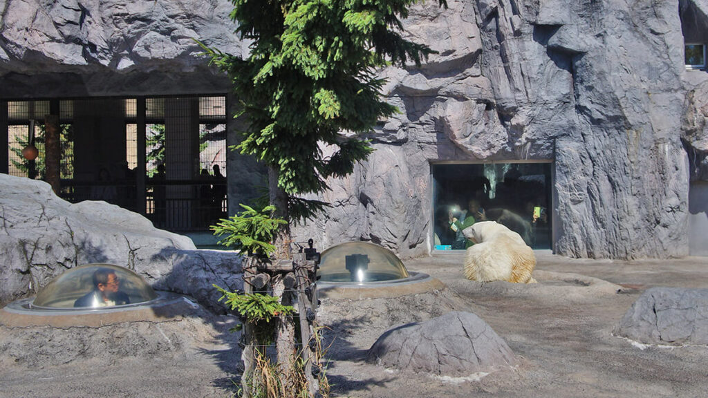 北極熊館，從海豹窗探頭出來的人。