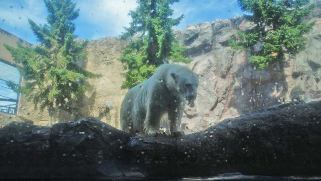 海豹窗的視角，看北極熊玩水上岸。