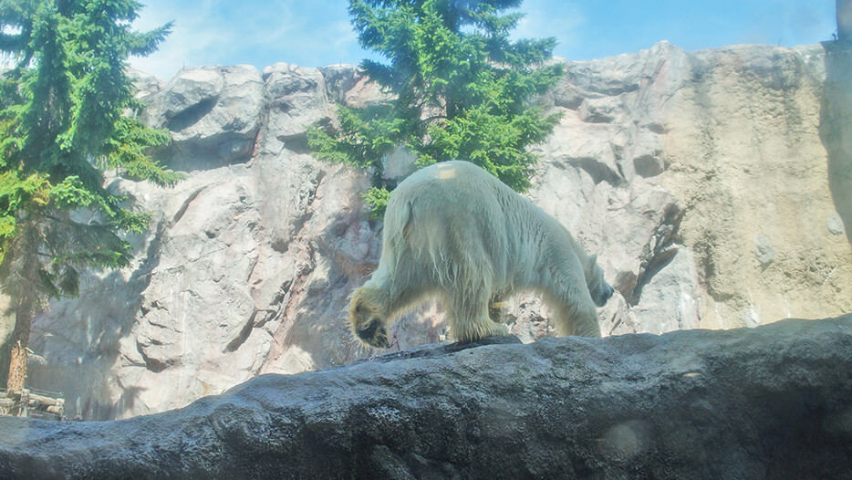 看見北極熊多毛的腳底肉墊了！