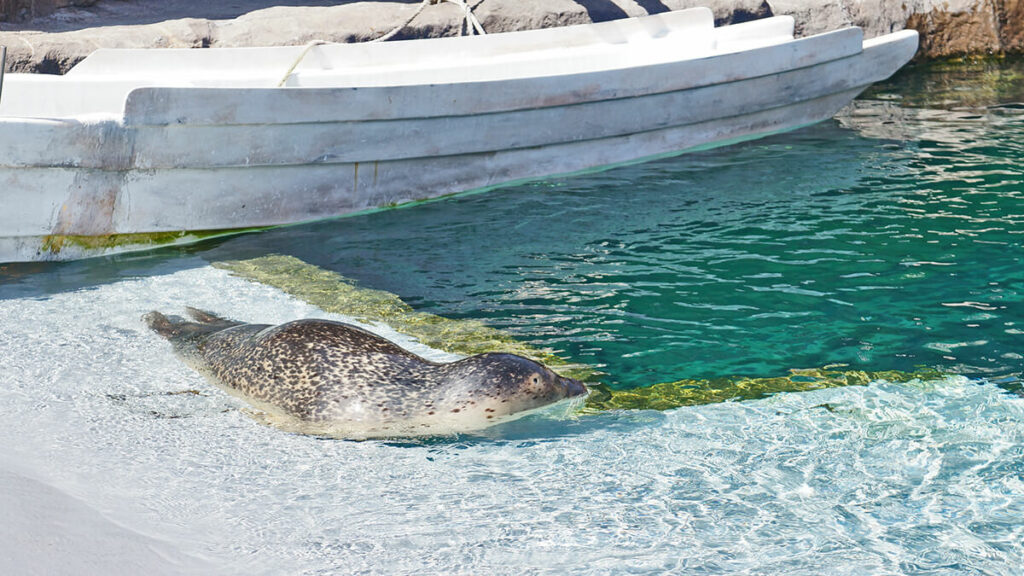 餵食秀的斑海豹，趴在岸邊休憩的樣子，尾鰭好像兩隻小腳丫。