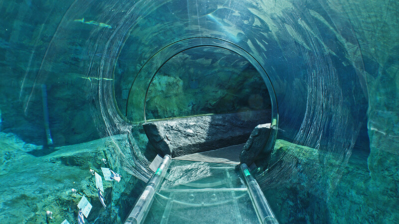 360度透明隧道，十分夢幻，幸運的話能看見企鵝飛越頭頂喔！