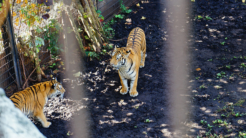 美麗的美洲虎，旭山動物園。