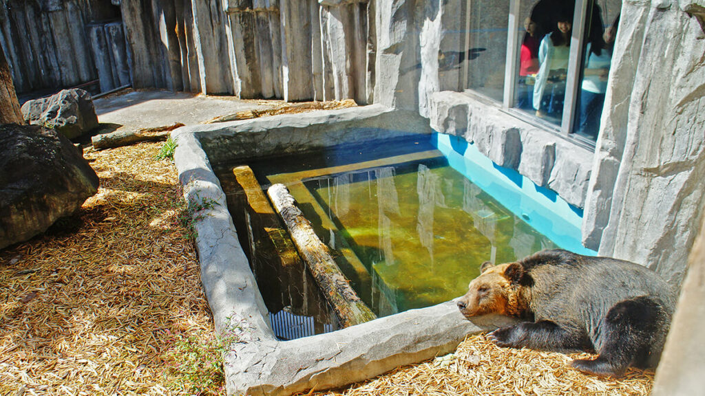 蝦夷棕熊，睡覺中，旭山動物園。