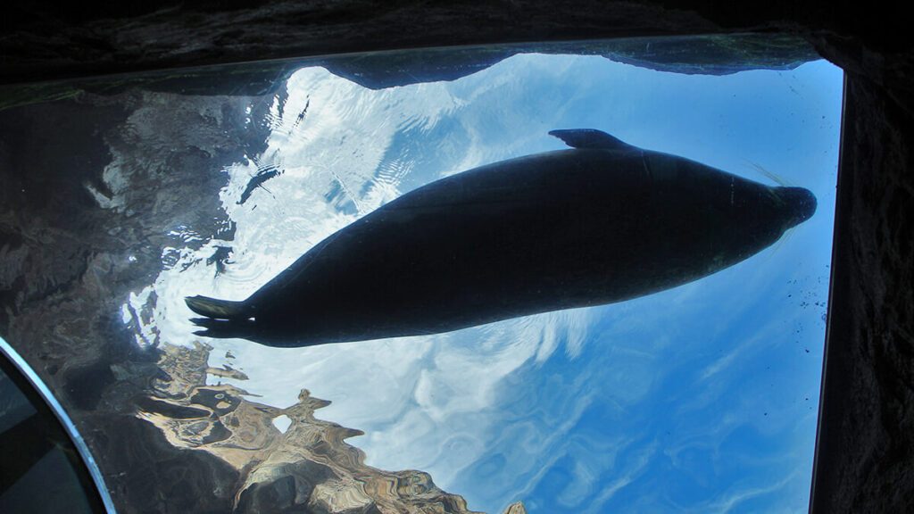 從大圓管向上看游上去的海豹，漂浮在水面上，好像躺在空中般。